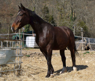 Butterfly Z, la mia prima cavalla da salto. Ha un carattere molto dolce.